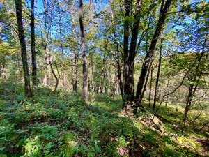 Photo for 20513 Highway 248, Rollingstone, MN 55969 - Listing #6106469 20513 Highway 248, Rollingstone, MN 55969