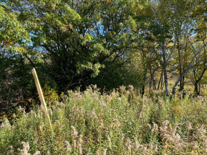 Photo for tbd W Marion Street, Lake City, MN 55041 - Listing #6115608 tbd W Marion Street, Lake City, MN 55041