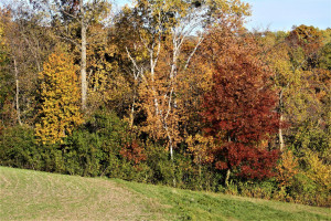 Photo for tbd 720th Street, Lake City, MN 55041 - Listing #6110771 tbd 720th Street, Lake City, MN 55041