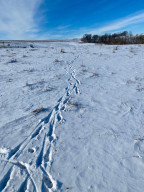 Photo for XXXX Ridgeview Road, Rushford, MN 55971 - Listing #6135411 XXXX Ridgeview Road, Rushford, MN 55971