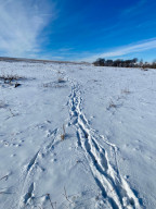 Photo for XXXX Ridgeview Road, Rushford, MN 55971 - Listing #6135411 XXXX Ridgeview Road, Rushford, MN 55971