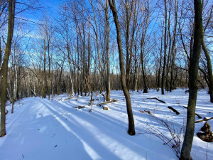 Photo for XXXX Ridgeview Road, Rushford, MN 55971 - Listing #6135411 XXXX Ridgeview Road, Rushford, MN 55971
