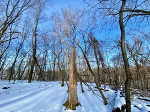 Photo for XXXX Ridgeview Road, Rushford, MN 55971 - Listing #6135411 XXXX Ridgeview Road, Rushford, MN 55971