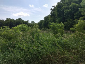 Photo for TBD State Hwy 16, Rushford, MN 55971 - Listing #6142478 TBD State Hwy 16, Rushford, MN 55971