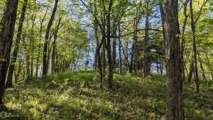 Photo for 0 250th Ave, IA - Listing #6200619 0 250th Ave, IA