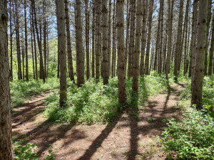 Photo for 1942 Deer Run Court SE, Eyota, MN 55934 - Listing #6199823 1942 Deer Run Court SE, Eyota, MN 55934