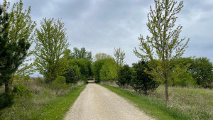 Photo for 4491 Hadley Valley Road NE, Rochester, MN 55906 - Listing #6198490 Beautiful mature trees lining the driveway