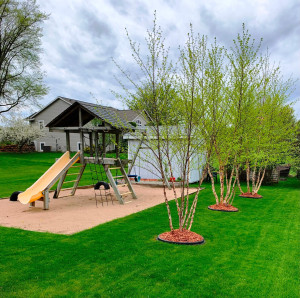 Photo for 714 5th Street NW, Richmond, MN 56368 - Listing #6199191 3 Stunning River Birch trees with Lilac in the corner behind storage shed.
