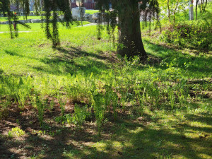 Photo for 709 Parkway Avenue S, Lanesboro, MN 55949 - Listing #6192673 709 Parkway Avenue S, Lanesboro, MN 55949