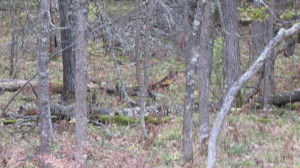 Photo for Lot 2 Blk Falling Leaf Trail, Park Rapids, MN 56470 - Listing #4554251 Lot 2 Blk Falling Leaf Trail, Park Rapids, MN 56470