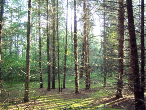 Photo for Lot 2 Blk Falling Leaf Trail, Park Rapids, MN 56470 - Listing #4554251 Lot 2 Blk Falling Leaf Trail, Park Rapids, MN 56470