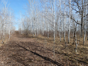 Photo for XXXX 150th Avenue, Strathcona, MN 56759 - Listing #5583933 XXXX 150th Avenue, Strathcona, MN 56759