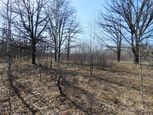 Photo for XXXX 150th Avenue, Strathcona, MN 56759 - Listing #5583933 XXXX 150th Avenue, Strathcona, MN 56759