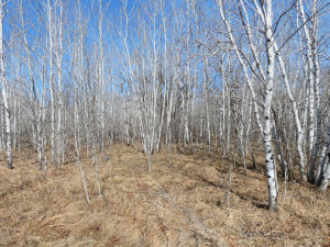 Photo for XXXX 150th Avenue, Strathcona, MN 56759 - Listing #5583933 XXXX 150th Avenue, Strathcona, MN 56759