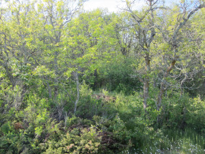 Photo for 0 Flag Island, Angle Inlet, MN 56711 - Listing #5586533 0 Flag Island, Angle Inlet, MN 56711