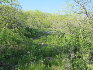 Photo for 0 Flag Island, Angle Inlet, MN 56711 - Listing #5586533 0 Flag Island, Angle Inlet, MN 56711