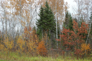 Photo for TBD roosevelt Road SE, Bemidji, MN 56601 - Listing #5586858 TBD roosevelt Road SE, Bemidji, MN 56601