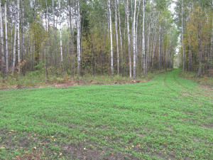Photo for 4305 State 11 Highway, Williams, MN 56686 - Listing #5595553 4305 State 11 Highway, Williams, MN 56686