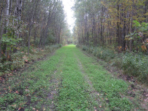 Photo for 4305 State 11 Highway, Williams, MN 56686 - Listing #5595553 4305 State 11 Highway, Williams, MN 56686