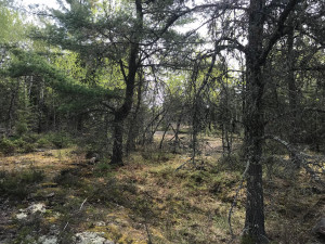 Photo for Northwest Angle Road NW, Angle Inlet, MN 56711 - Listing #5586200 Northwest Angle Road NW, Angle Inlet, MN 56711