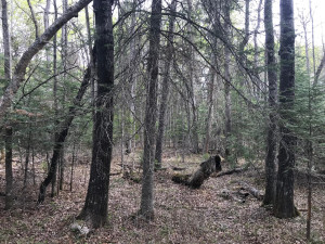 Photo for Northwest Angle Road NW, Angle Inlet, MN 56711 - Listing #5586200 Northwest Angle Road NW, Angle Inlet, MN 56711
