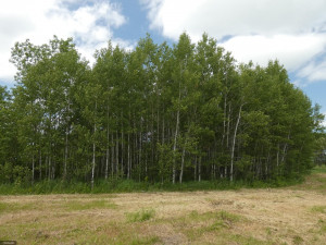 Photo for tbd Tamarack Drive SE, Baudette, MN 56623 - Listing #5619014 tbd Tamarack Drive SE, Baudette, MN 56623