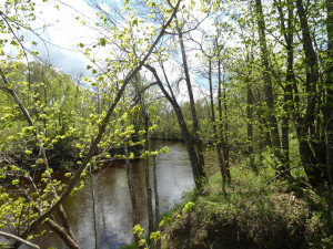 Photo for 72 Highway, Baudette, MN 56623 - Listing #5618800 72 Highway, Baudette, MN 56623