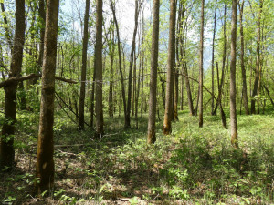 Photo for 72 Highway, Baudette, MN 56623 - Listing #5618800 72 Highway, Baudette, MN 56623