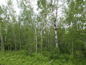 Photo for tbd Cedar Drive SE, Baudette, MN 56623 - Listing #5618955 tbd Cedar Drive SE, Baudette, MN 56623
