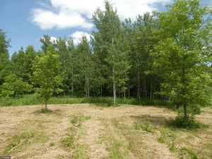 Photo for TBD Tamarack Drive SE, Baudette, MN 56623 - Listing #5619174 TBD Tamarack Drive SE, Baudette, MN 56623