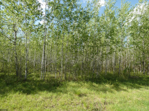 Photo for tbd Cedar Drive SE, Baudette, MN 56623 - Listing #5618955 tbd Cedar Drive SE, Baudette, MN 56623
