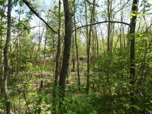 Photo for tbd Cedar Drive SE, Baudette, MN 56623 - Listing #5618955 tbd Cedar Drive SE, Baudette, MN 56623