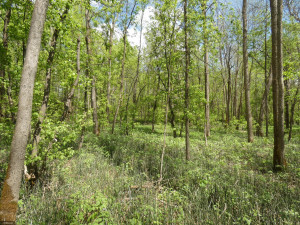 Photo for 72 Highway, Baudette, MN 56623 - Listing #5618800 72 Highway, Baudette, MN 56623