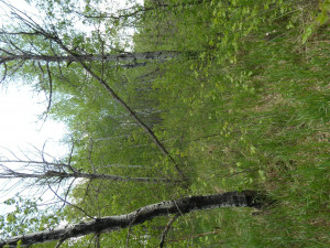 Photo for tbd Tamarack Drive SE, Baudette, MN 56623 - Listing #5619014 tbd Tamarack Drive SE, Baudette, MN 56623