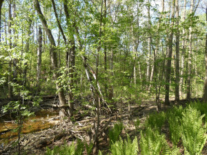 Photo for tbd Cedar Drive SE, Baudette, MN 56623 - Listing #5618955 tbd Cedar Drive SE, Baudette, MN 56623