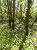 Photo for 72 Highway, Baudette, MN 56623 - Listing #5618800 72 Highway, Baudette, MN 56623