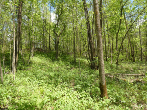 Photo for 72 Highway, Baudette, MN 56623 - Listing #5618800 72 Highway, Baudette, MN 56623
