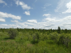 Photo for TBD Tamarack Drive SE, Baudette, MN 56623 - Listing #5619174 TBD Tamarack Drive SE, Baudette, MN 56623