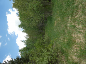 Photo for TBD Tamarack Drive SE, Baudette, MN 56623 - Listing #5619174 TBD Tamarack Drive SE, Baudette, MN 56623