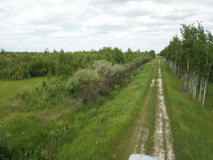 Photo for tbd Cedar Drive SE, Baudette, MN 56623 - Listing #5618955 tbd Cedar Drive SE, Baudette, MN 56623