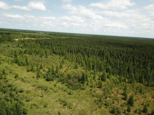 Photo for tbd Tamarack Drive SE, Baudette, MN 56623 - Listing #5619014 tbd Tamarack Drive SE, Baudette, MN 56623