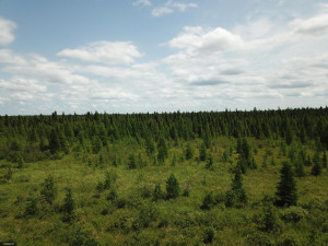 Photo for tbd Tamarack Drive SE, Baudette, MN 56623 - Listing #5619014 tbd Tamarack Drive SE, Baudette, MN 56623