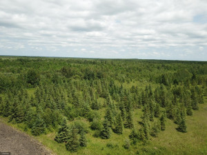 Photo for tbd Cedar Drive SE, Baudette, MN 56623 - Listing #5618955 tbd Cedar Drive SE, Baudette, MN 56623