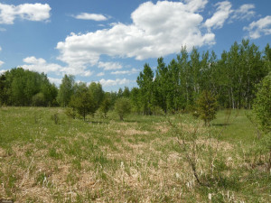 Photo for TBD Tamarack Drive SE, Baudette, MN 56623 - Listing #5619134 TBD Tamarack Drive SE, Baudette, MN 56623