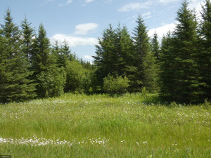 Photo for TBD Tamarack Drive SE, Baudette, MN 56623 - Listing #5619051 TBD Tamarack Drive SE, Baudette, MN 56623