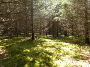 Photo for TBD Tamarack Drive SE, Baudette, MN 56623 - Listing #5619051 TBD Tamarack Drive SE, Baudette, MN 56623