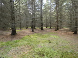 Photo for TBD Tamarack Drive SE, Baudette, MN 56623 - Listing #5619051 TBD Tamarack Drive SE, Baudette, MN 56623