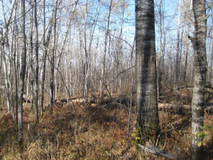 Photo for TBD Bankton Road SW, Baudette, MN 56623 - Listing #5586211 TBD Bankton Road SW, Baudette, MN 56623