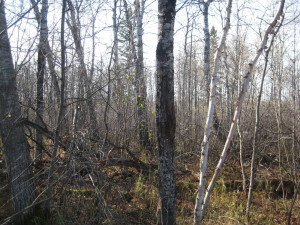 Photo for TBD Bankton Road SW, Baudette, MN 56623 - Listing #5586211 TBD Bankton Road SW, Baudette, MN 56623