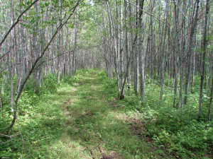 Photo for 38th Ave Avenue, Baudette, MN 56623 - Listing #5630800 38th Ave Avenue, Baudette, MN 56623